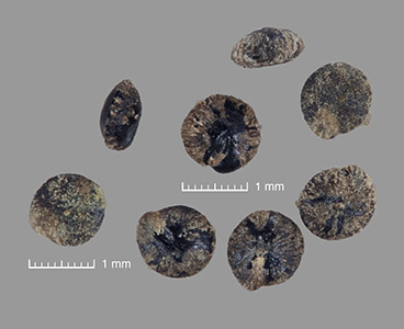 Seeds of RSA 578899